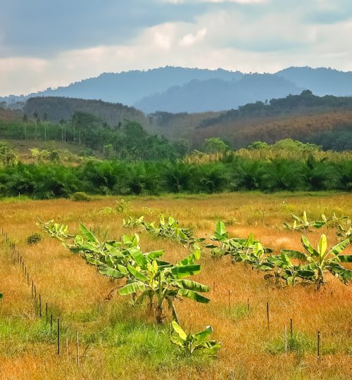 Row of small recently planted banana trees on a plantation in Thailand