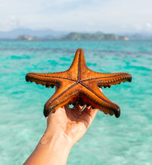 Woman hand holding red starfish. Travel and vacation concept. Background of tropical islands and turquoise water with empty space